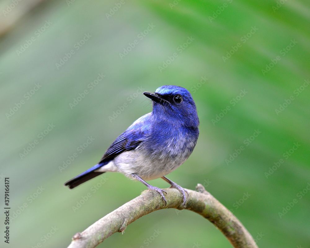 Lovely blue bird, hainan blue flycatcher bird with nice blur green background