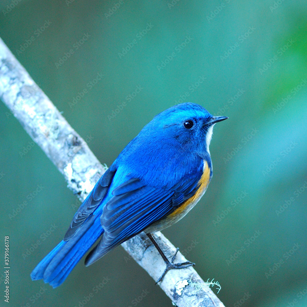 Lovely Male of Himalayan Bluetail (Tarsiger rufilatus) or Orange-flanked Bush robin