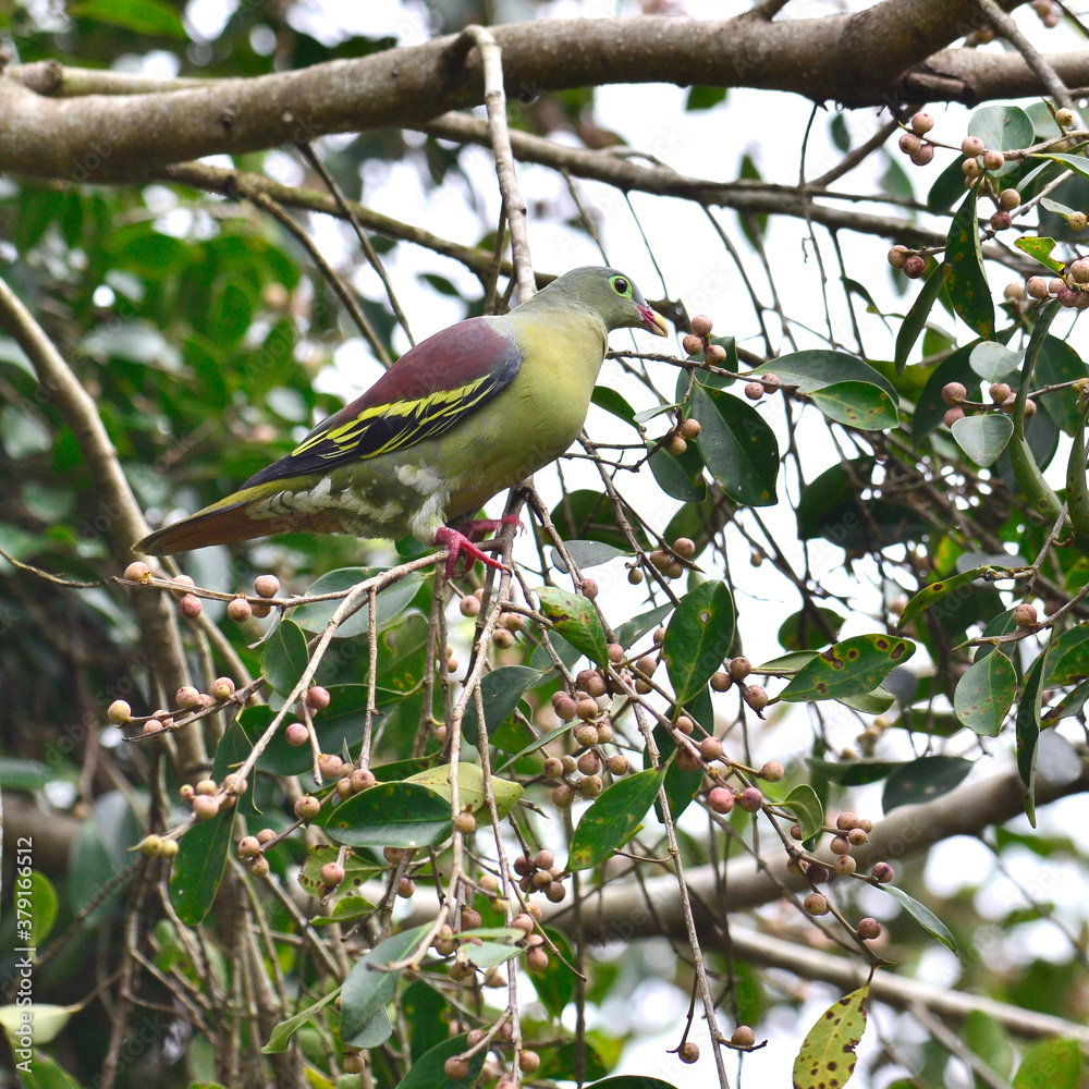 Male of Thick-billed green Pigeon (treron curvirostra) thick bill green pigeon with plenty of ripe f