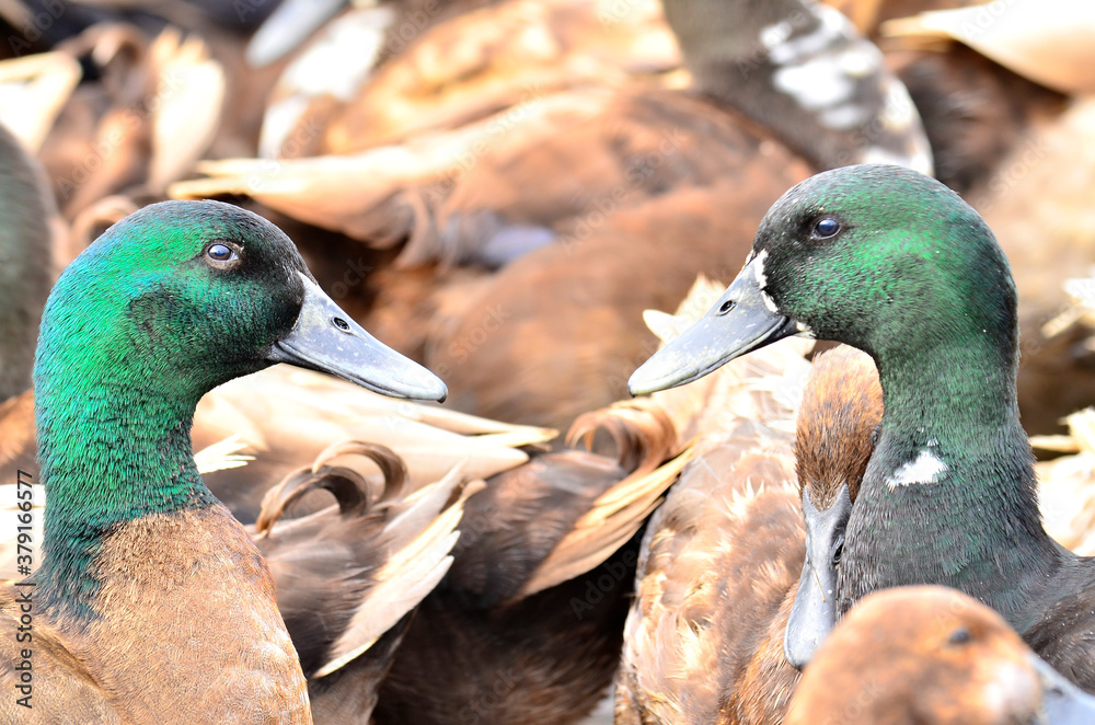 Males duck with green head among ducks flock