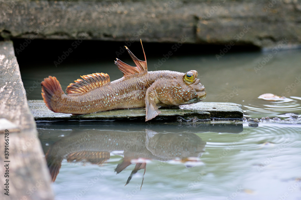 Mudskipper fish about to jump down the water to swim