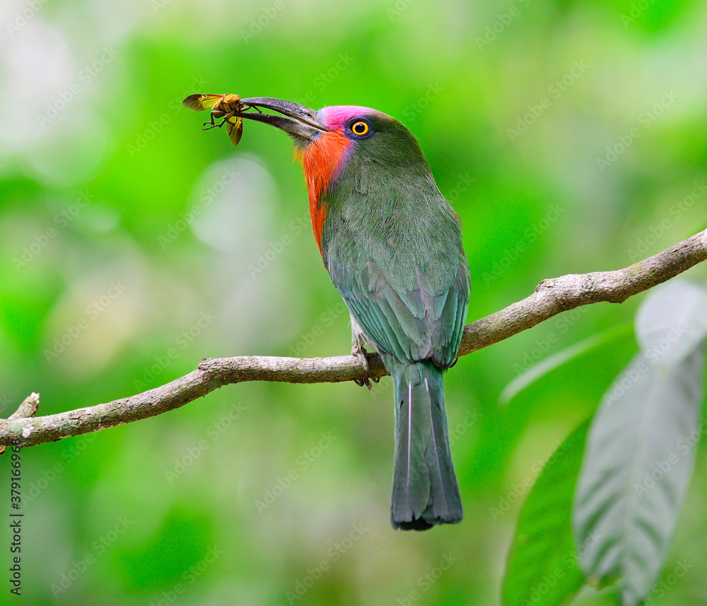 Nice color of Red-bearded Bee-eater carrying insect for its chicks in the nest, Nyctyornis amictus, 