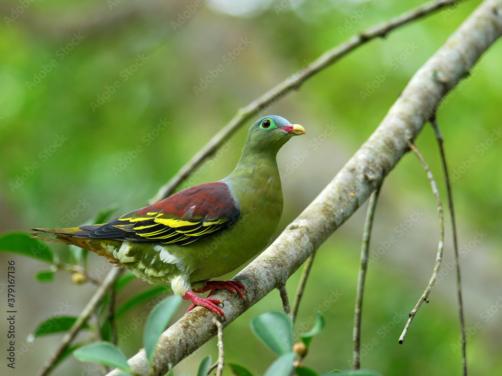 Nice Male of Thick-billed green Pigeon (treron curvirostra) thick bill green pigeon