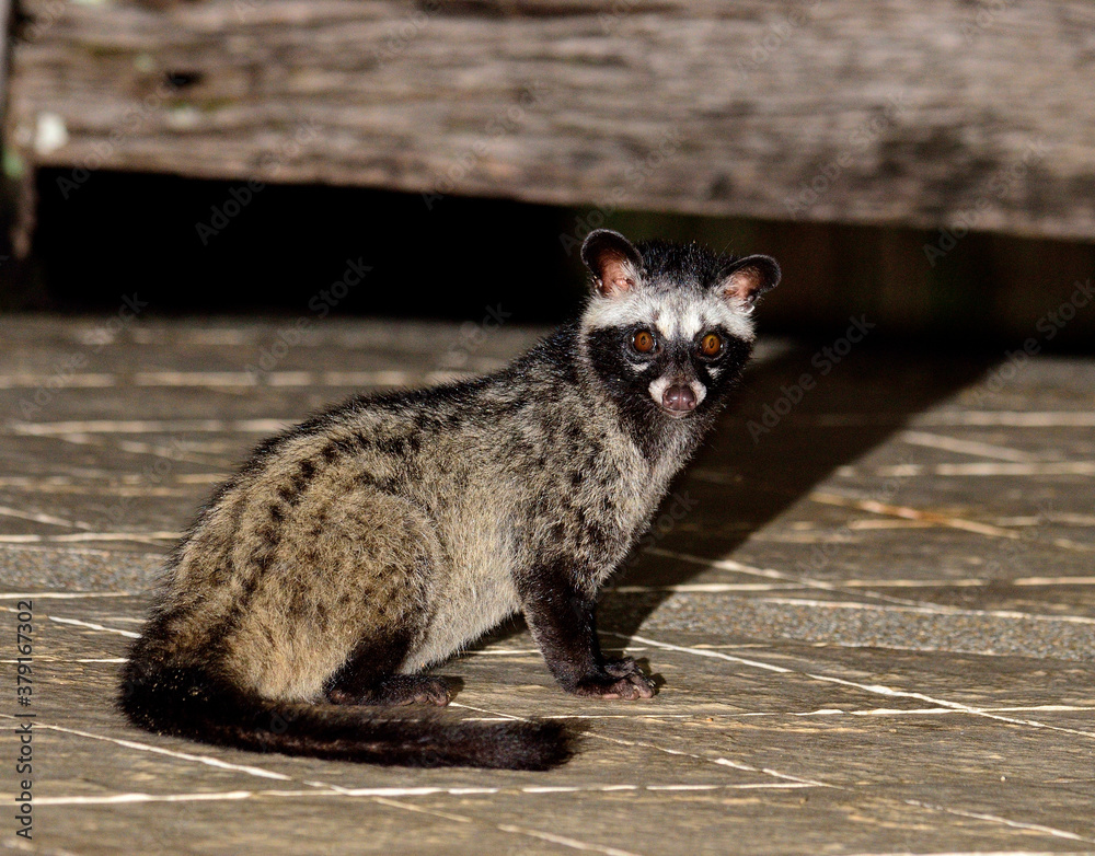 Night shot of Cute Palm Civet sitting in the marble floor