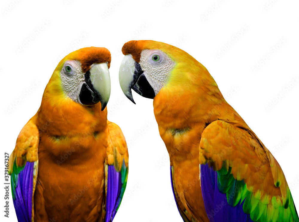 Orange macaw parrot birds