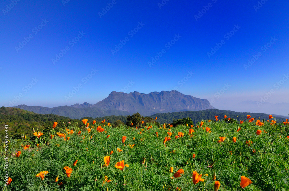 Orange flower with mountain as background