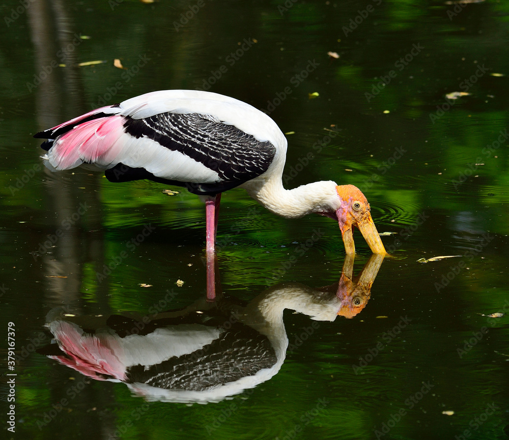 Painted Stork, Mycteria leucocephala, use yellow bills and fishing in the pond with reflexion shadow