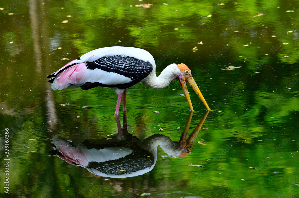 Painted Stork, Mycteria leucocephala, yellow bills and fishing in the pond with reflexion shadow in 