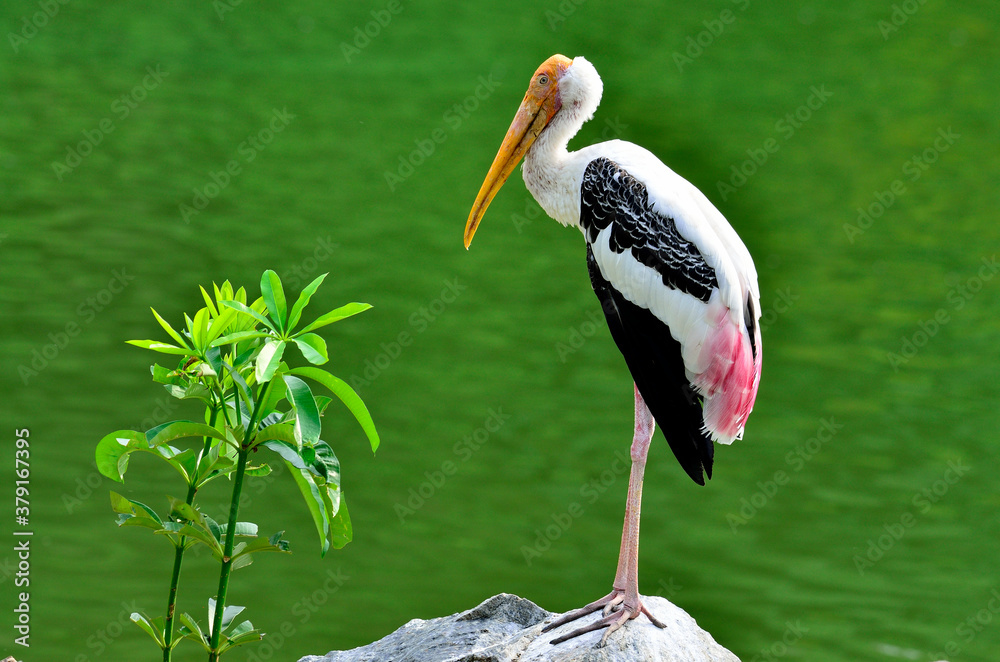 Painted Stork, Mycteria leucocephala, yellow bills pose in the far green background, bird in Thailan