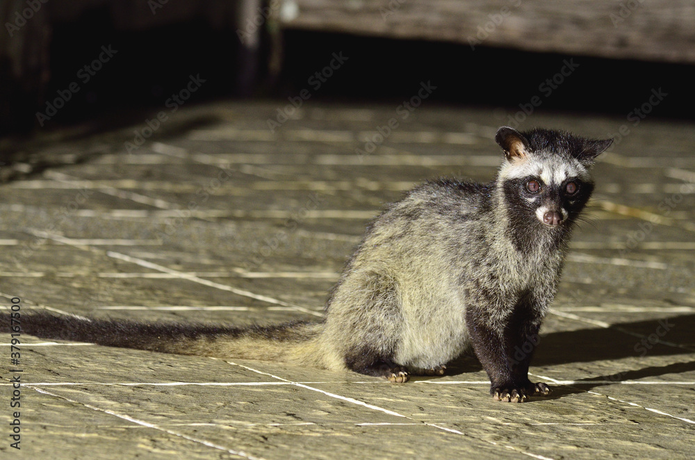 Palm civet or spotted civet sitting in the night light