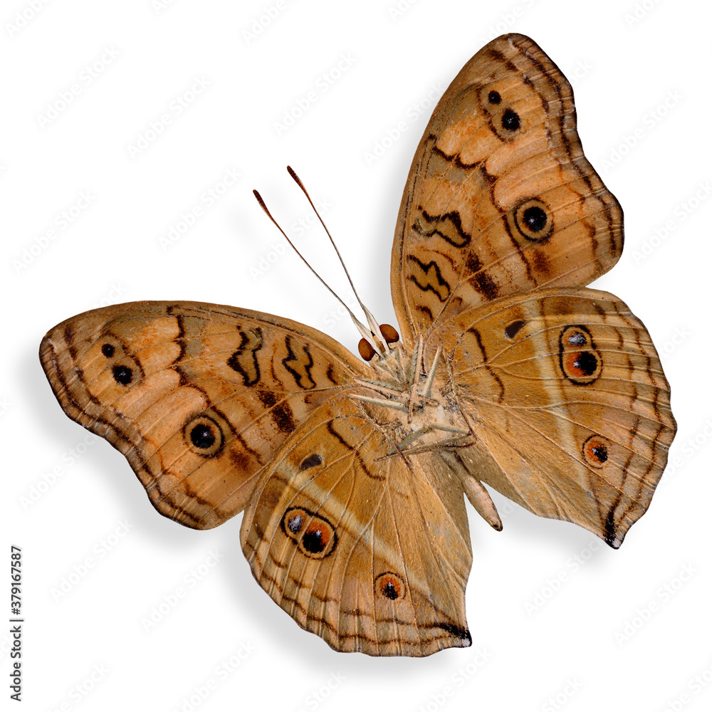 Peacock Pansy Butterfly lower wing in natural color profile isolated on white background