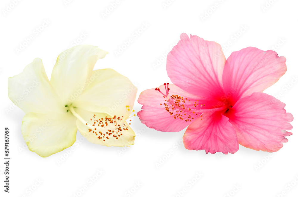 Pink and white hibiscus flowers on white background