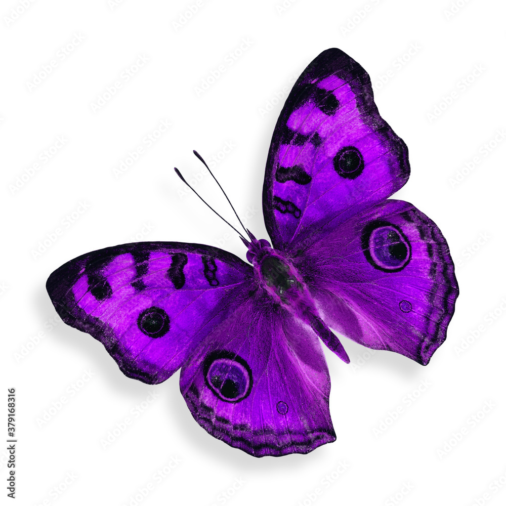 Purple Butterfly (Peacock Pansy in fancy color) isolated on white background