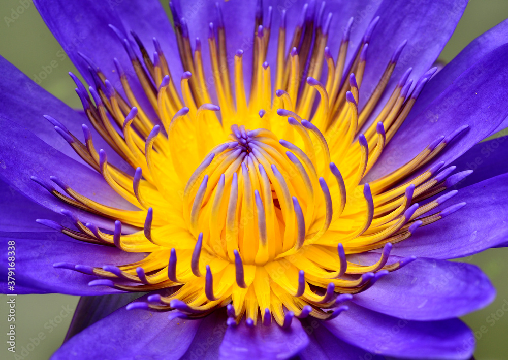 Purple Lotus flower with closeup pollens and its details