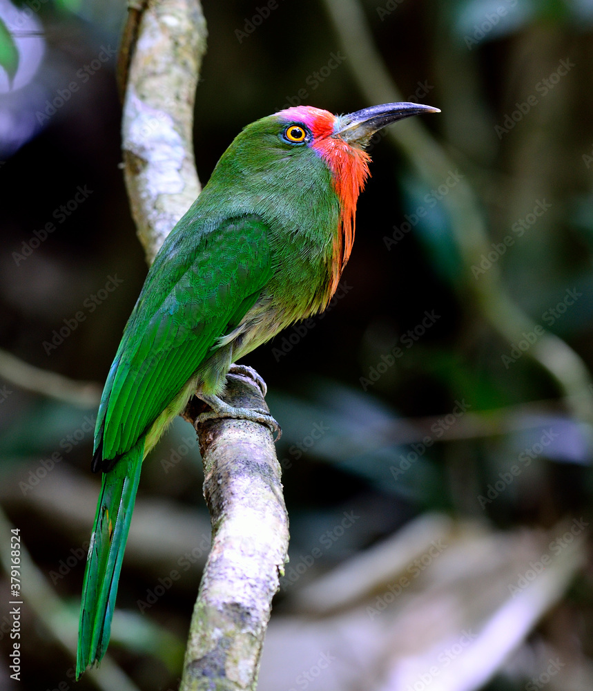 红须食蜂鸟（Nyctyrornis amictus）