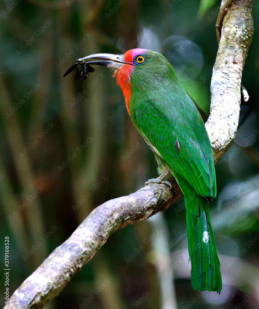 Red-bearded Bee-eater bird carrying insect for its chicks (Nyctyornis amictus)