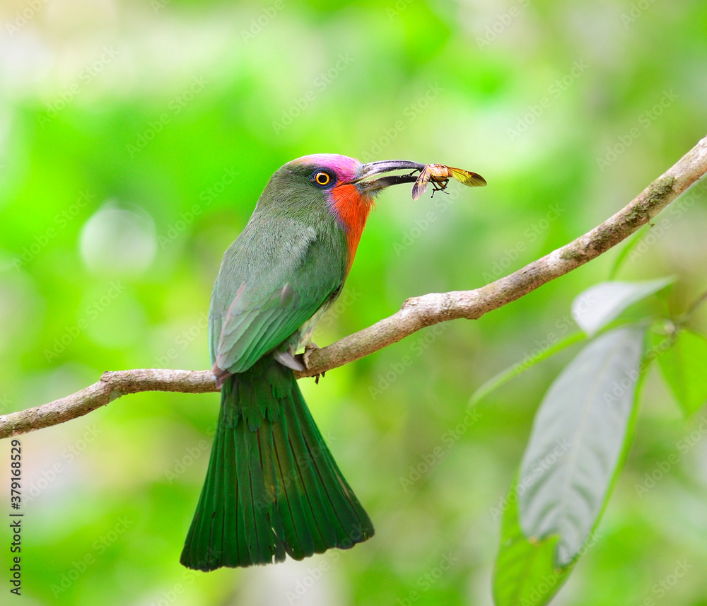 Red-bearded Bee-eater carrying insect for its chicks in the nest, Nyctyornis amictus, bird of Thaila