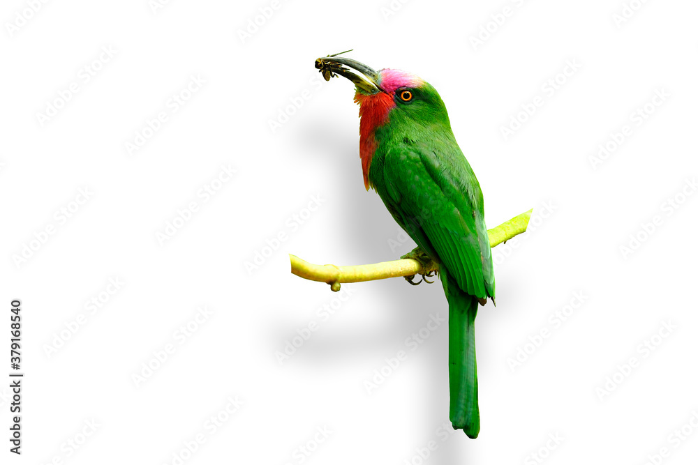 Red-beareded Bee-eater