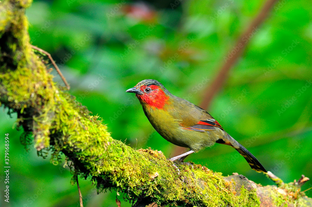 Red-face Liochichla perching on a mossy branch with details