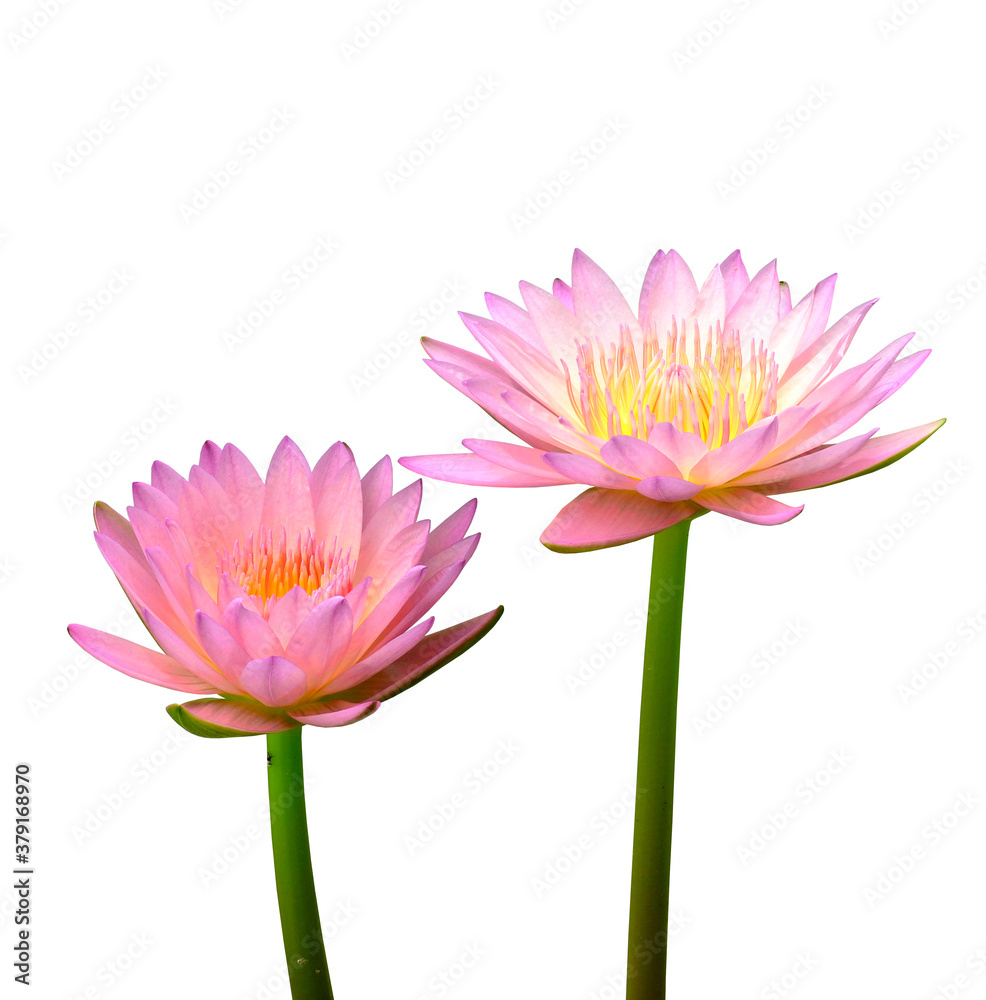 Set of two pink lotus flowers or waterlily standing on white background