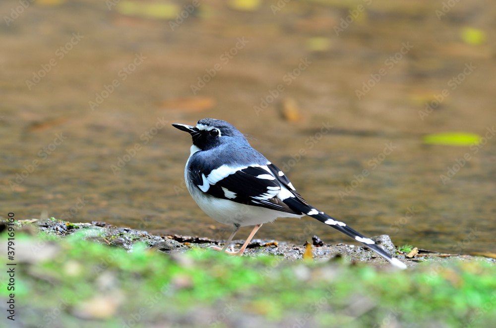 Slaty-backed forktail