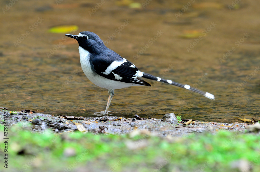 Slaty-backed forktail