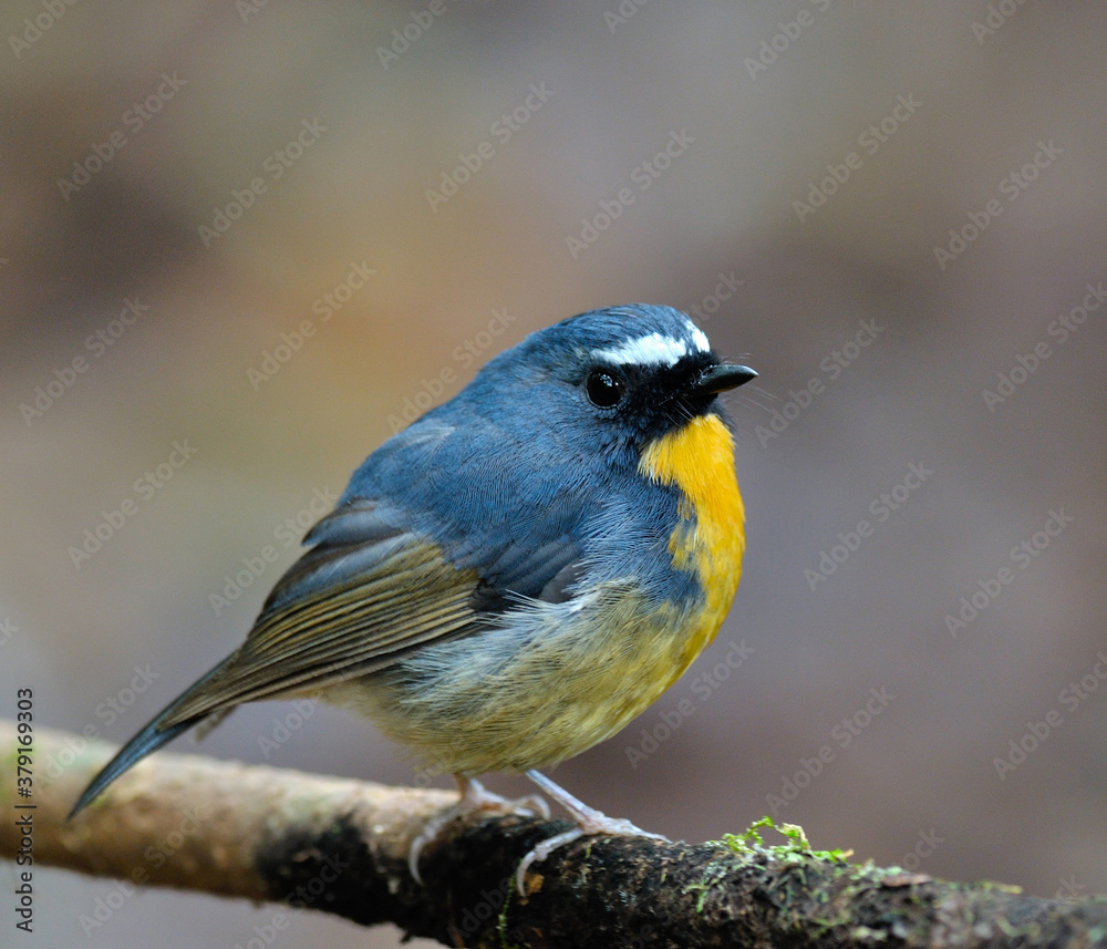 Snowy-browed flycatcher, ficedula hyperythra, perching on the branch with great details, bird