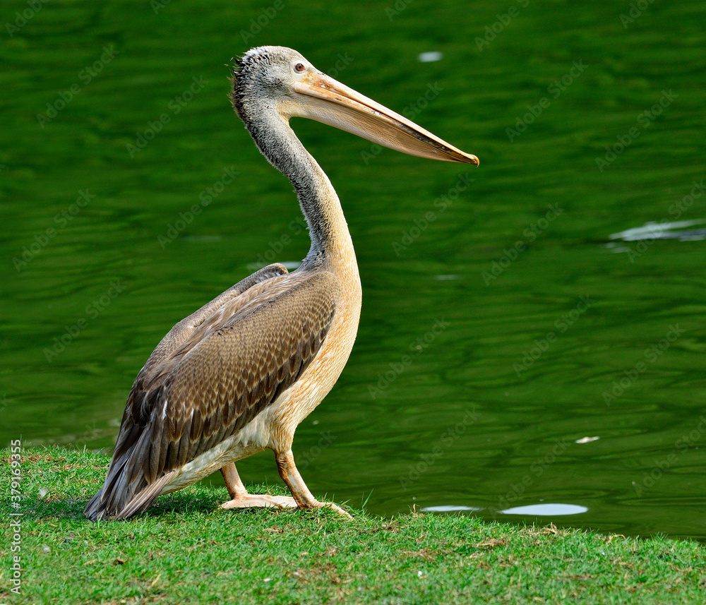 Spot-biledl pelican, pelecanus philippensis, posing in beside the pond with green water as backgroun