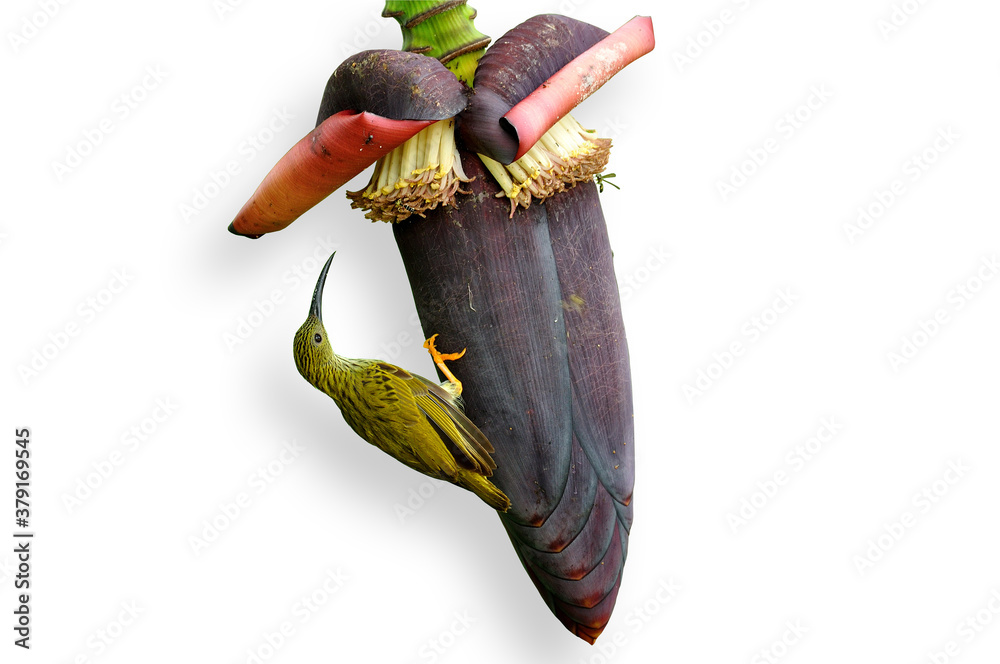 Streaked Spiderhunter with flying bee on banana flower