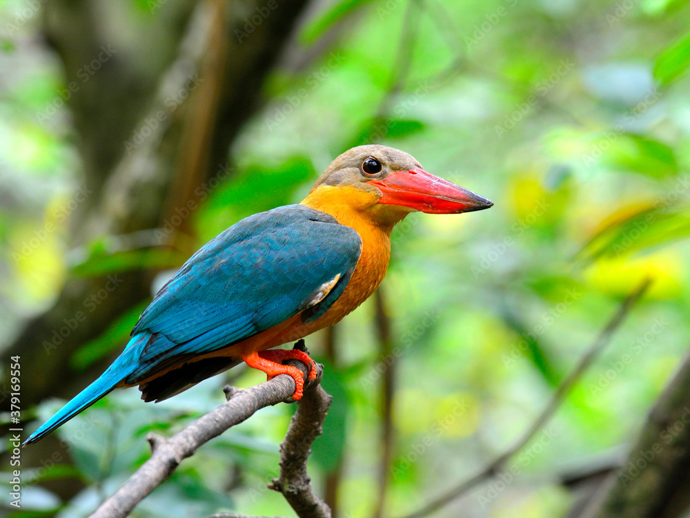 Stork-billed Kingfisher bird (Halcyon capensis) perching on the branch with big red bills and sharp 