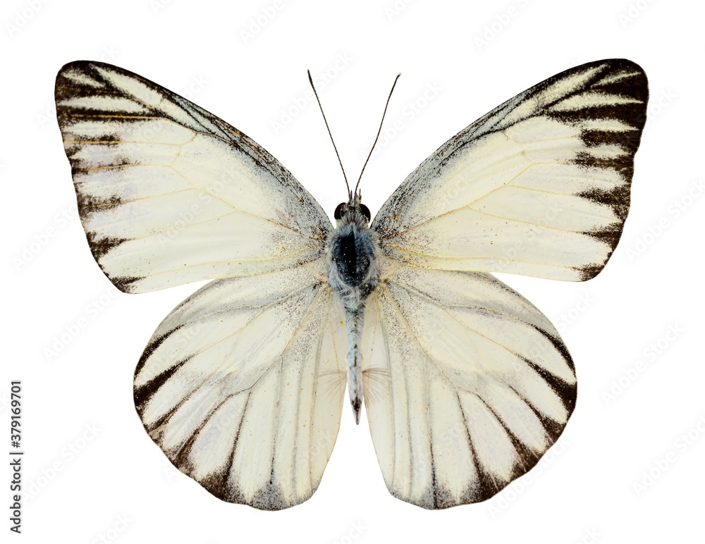 Striped Albatross butterfly (appais olferna swinhow) upper wing profile isolated on white background