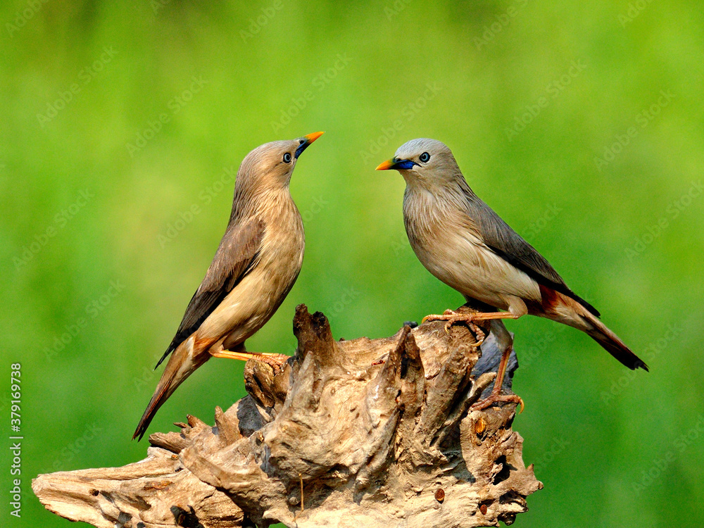 Sweet Pair of Chestnut-tailed Starling birds (Sturnus malabaricus) teasing each other