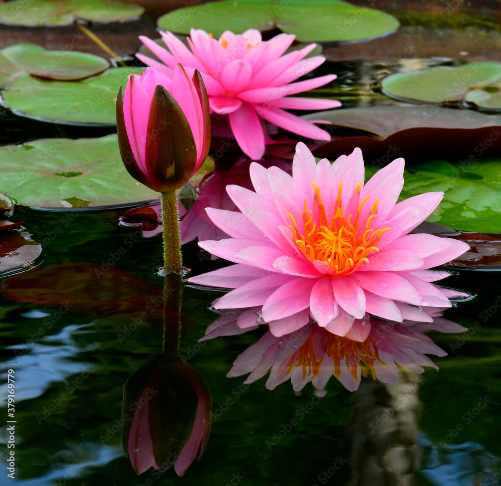 Sweet pink lotus flowers with burgeon surrounded by its leafs