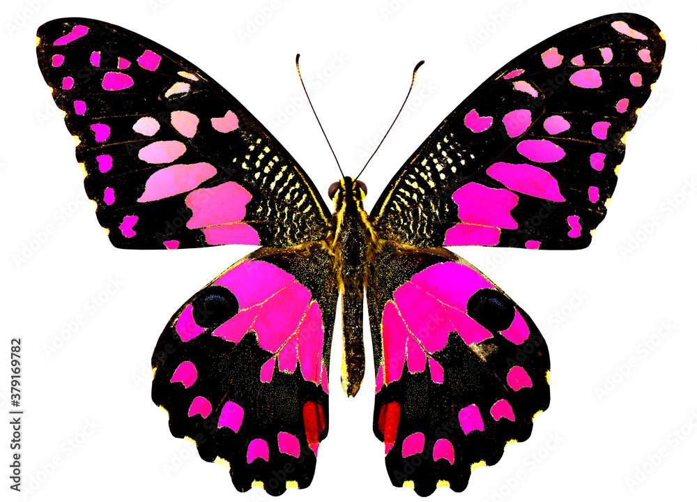 Sweet Pink Lime Butterfly