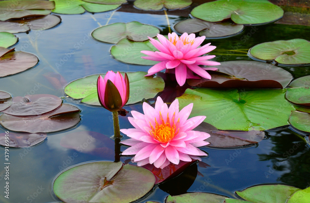 Triple Lotus Flowers surrounded by its multicolor leafs