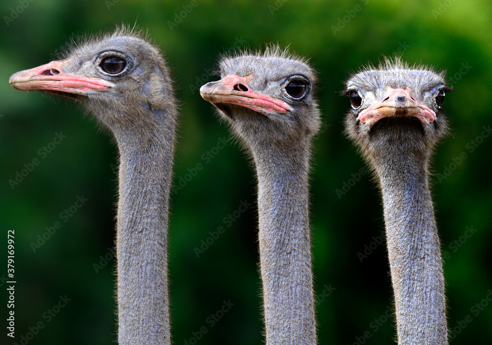 Triple of Ostrich heads closeup with funny looking