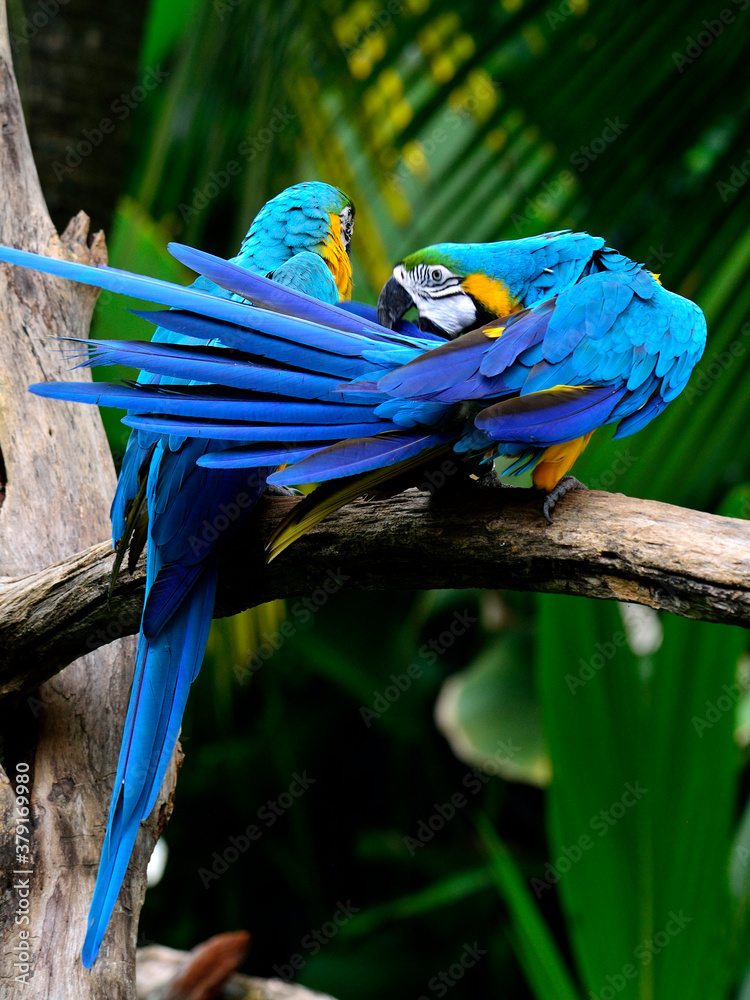 Two Blue and gold macaw birds cleaning their feathers