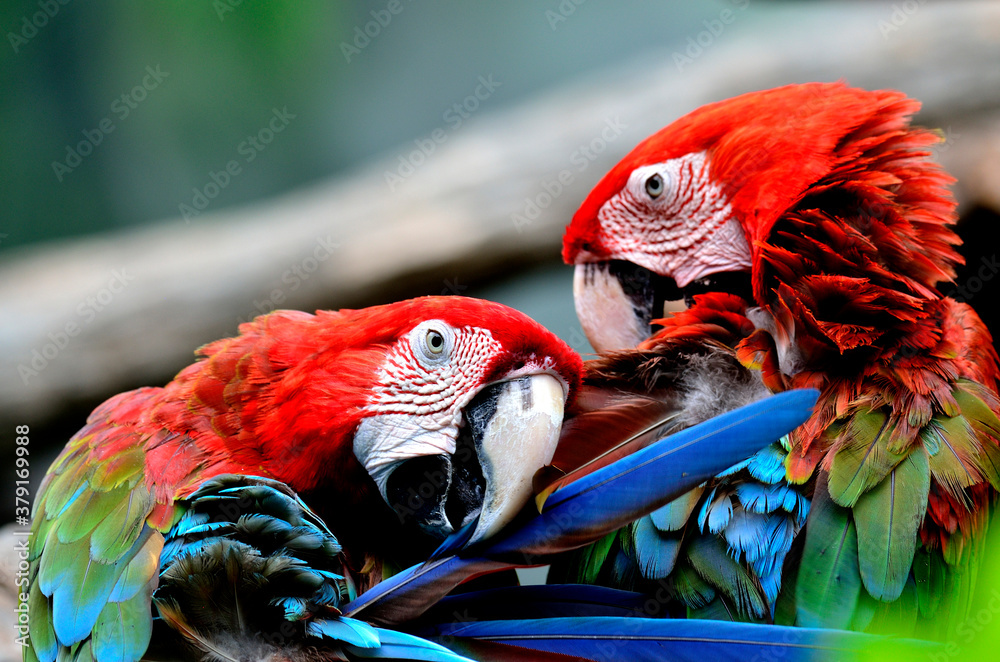 Two Green wing macaw birds cleaning their feathers