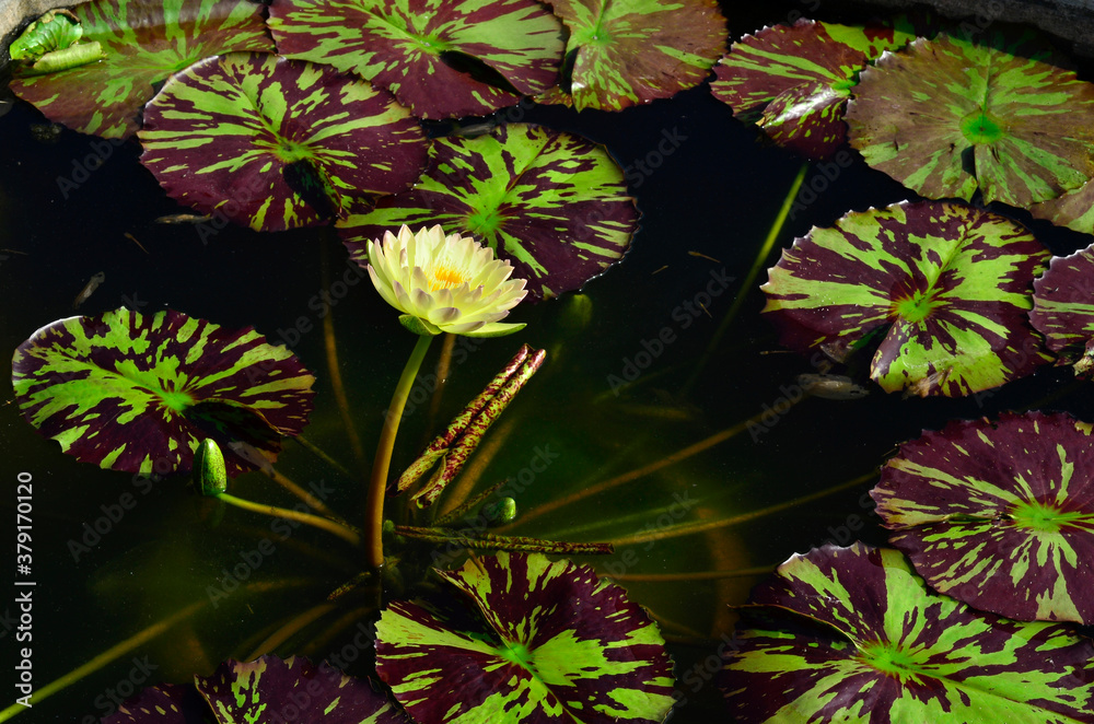 Water Lily or Lotus Flower surrounded by grenn and dark maroon leafs