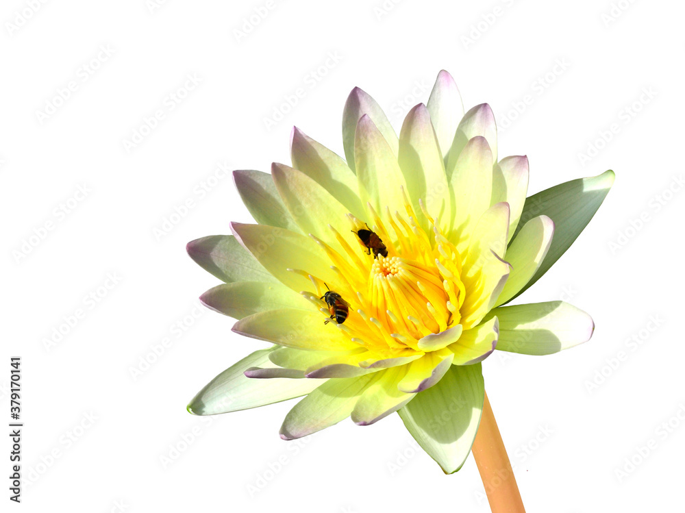 Water Lily or White Lotus Flower with bees and pollens on white background