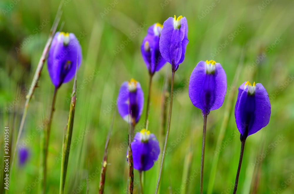 A purple wild orchid