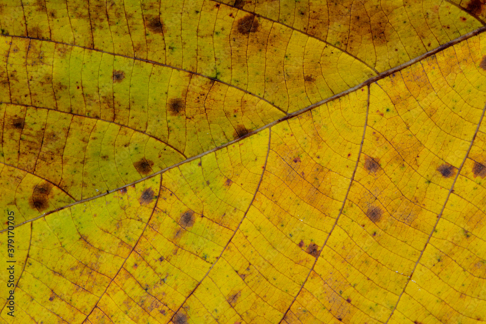 Yellow leaf with nice texture and pattern