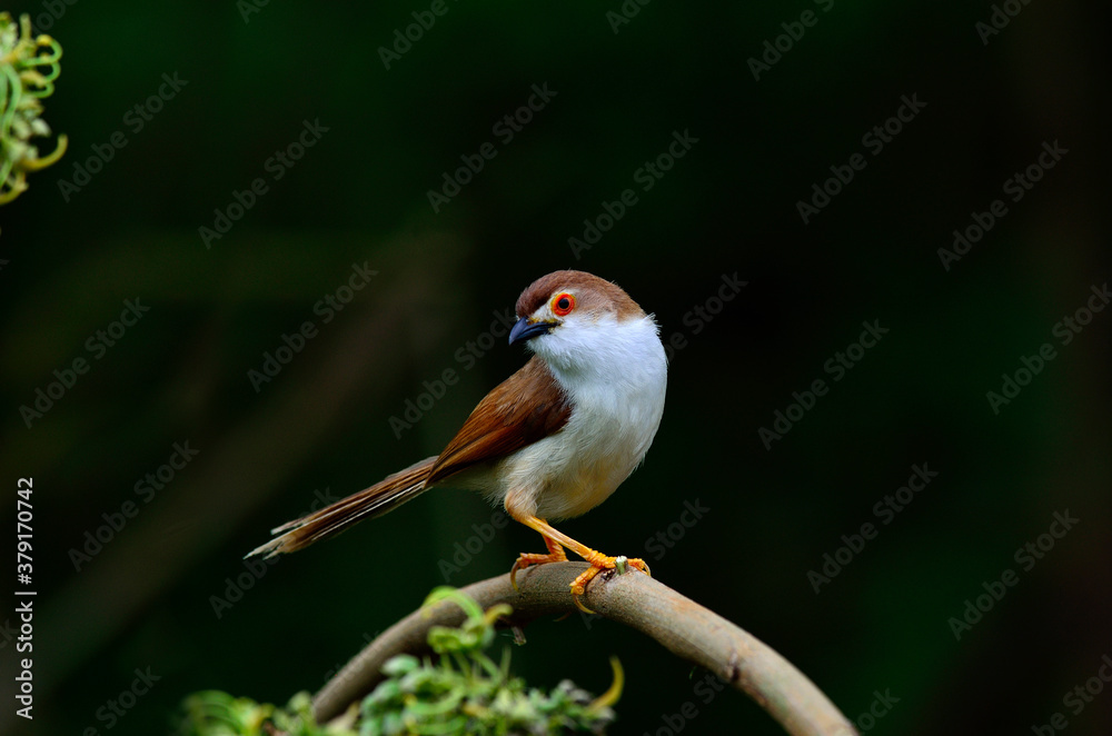 Yellow-eyed Babbler