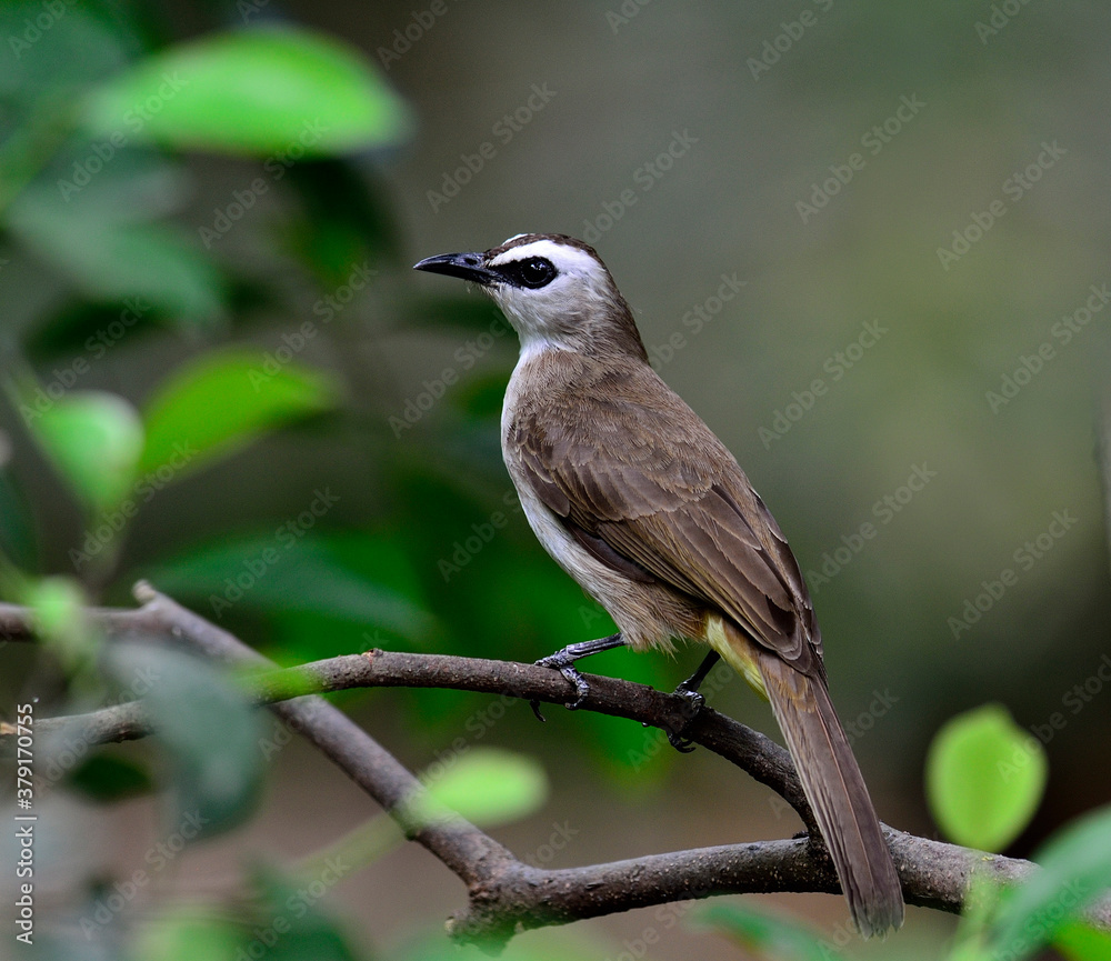 黄色通风口的球茎，Pycnonotus goiavier，泰国鸟类