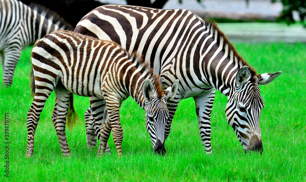 Zebra and its pony with black and white stripe camouflage eating grass in the green field