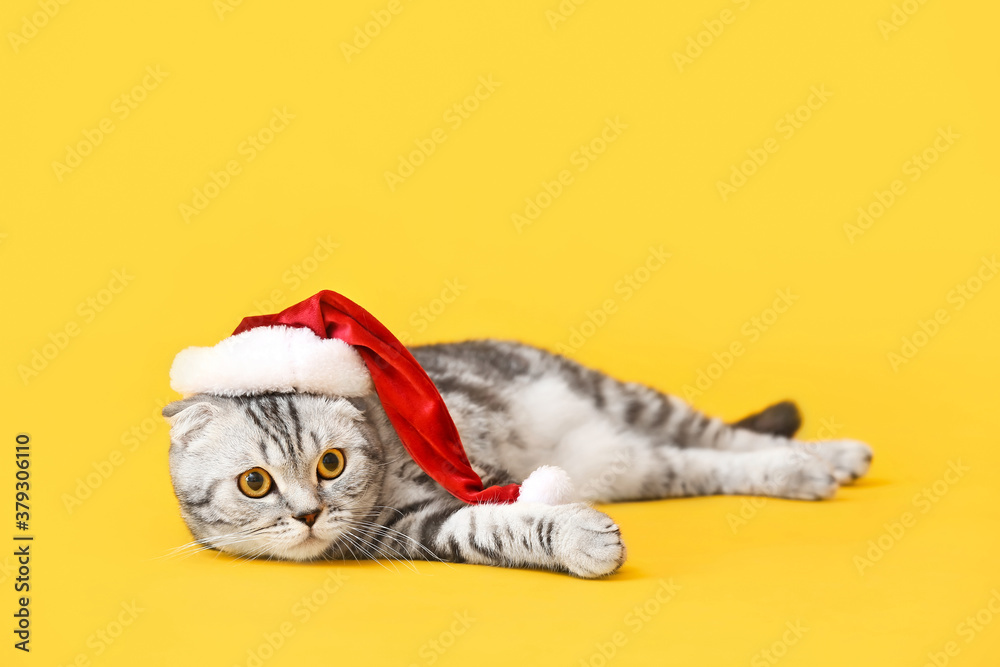 Cute funny cat in Santa hat  on color background