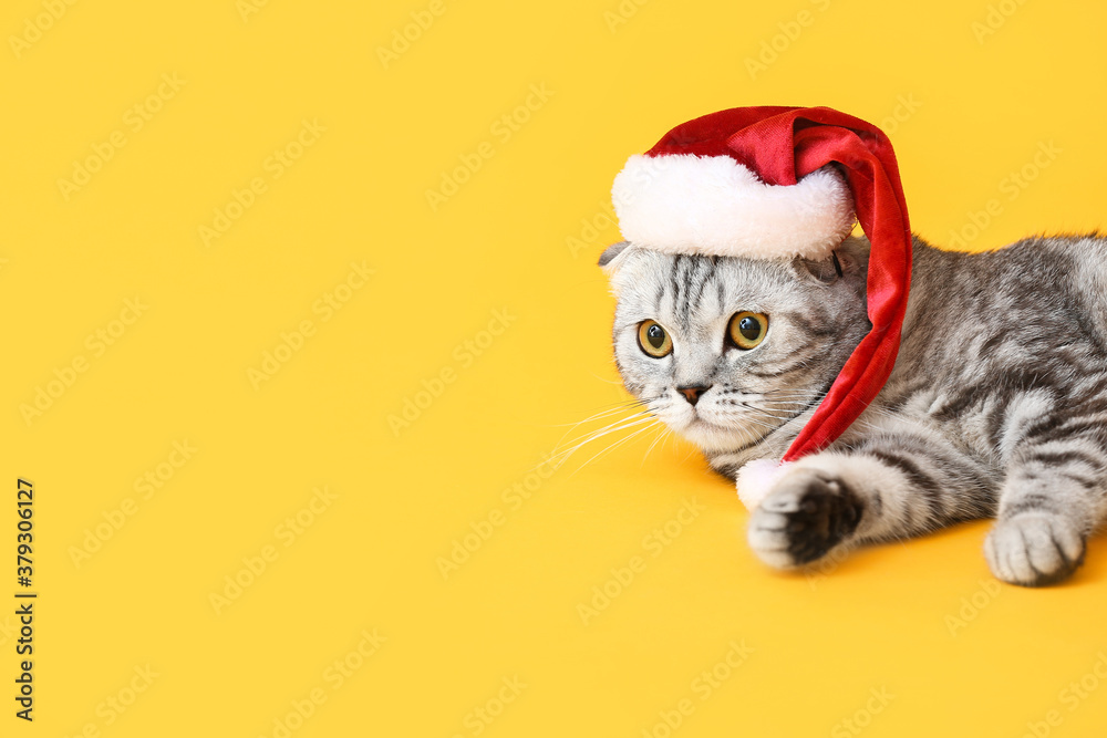 Cute funny cat in Santa hat  on color background