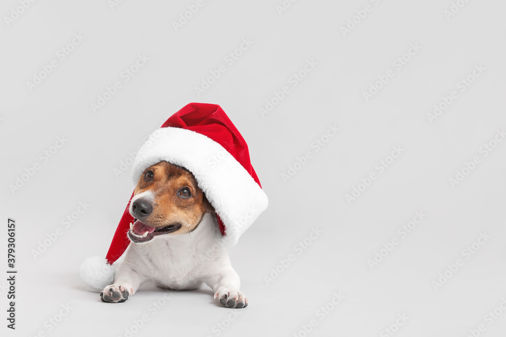 Cute funny dog in Santa hat on light background