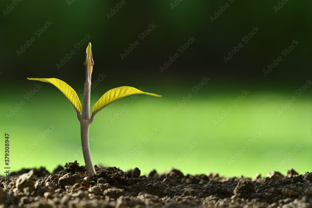 Young plant in the morning light growing out from soil