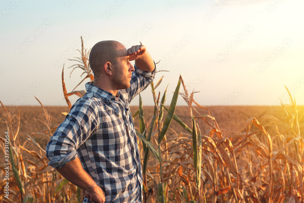 Young agronomist looks in the corn field at sunset